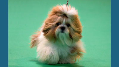 Shih Tzu 12