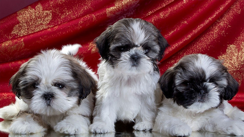 Shih Tzu 14