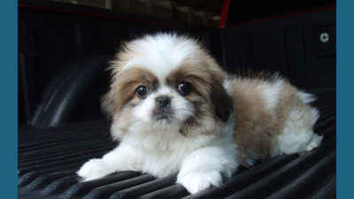 Shih Tzu 2