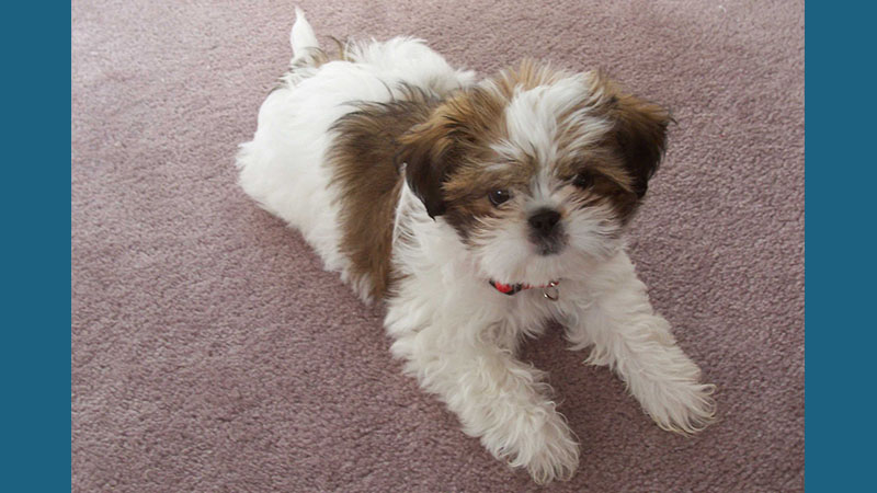 Shih Tzu 3