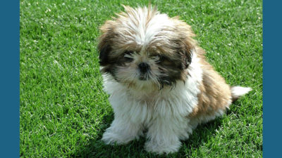 Shih Tzu 4