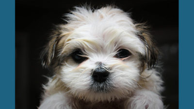 Shih Tzu 6