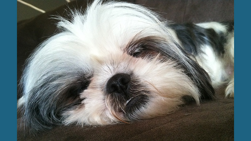 Shih Tzu 7