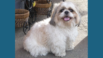 Shih Tzu 8