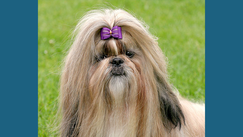 Shih Tzu 9