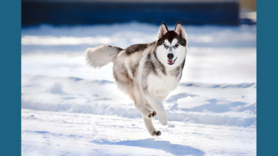 Siberian Husky 1