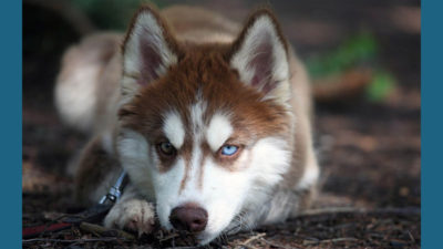 Siberian Husky 10