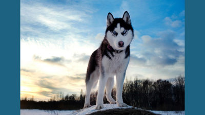 Siberian Husky 12