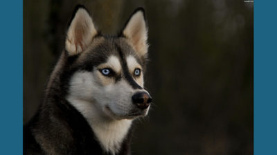 Siberian Husky 13