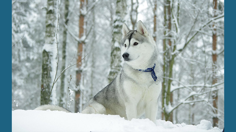 Siberian Husky 14