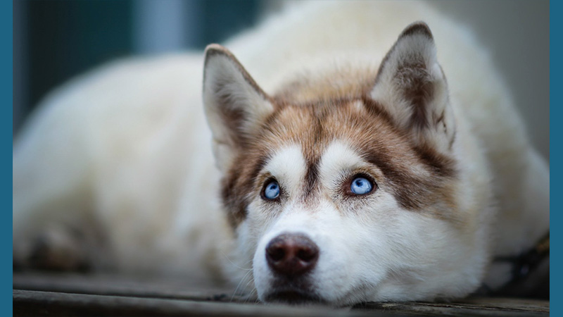 Siberian Husky 15