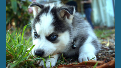 Siberian Husky 17