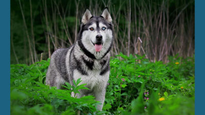 Siberian Husky 2