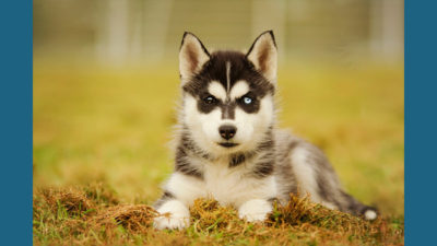 Siberian Husky 3