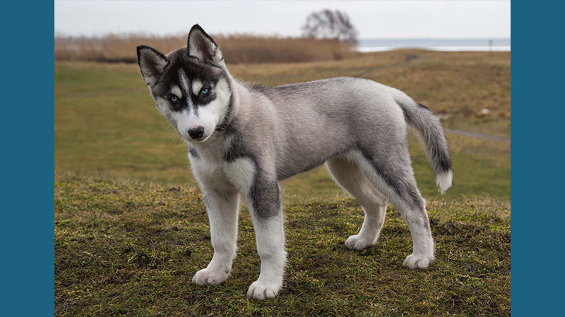 Siberian Husky 5