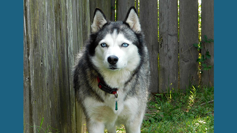 Siberian Husky 6