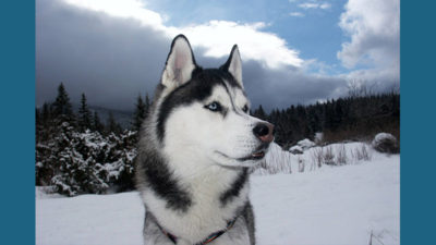 Siberian Husky 7