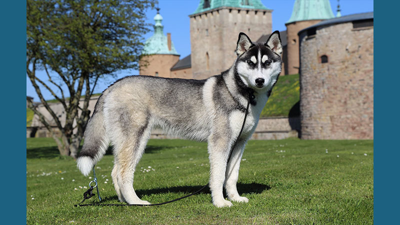 Siberian Husky 9