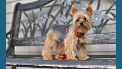 Silky Terrier 1