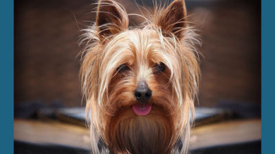 Silky Terrier 10