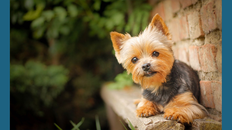 Silky Terrier 12