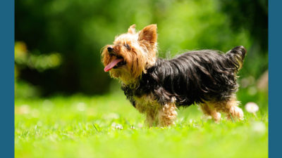 Silky Terrier 2