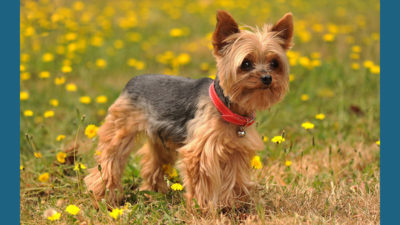 Silky Terrier 3