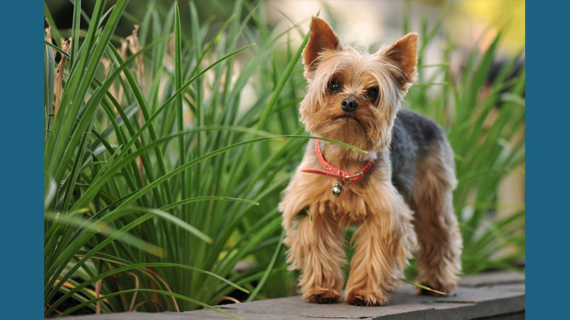 Silky Terrier 4