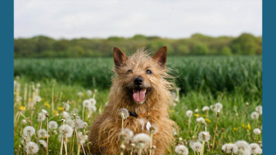 Silky Terrier 5