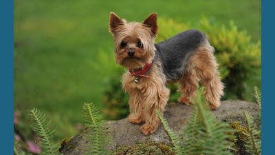 Silky Terrier 6