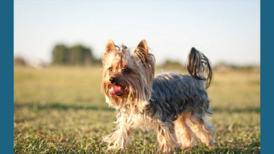 Silky Terrier 7