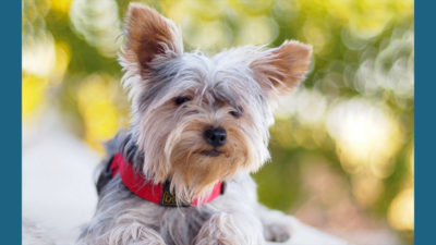 Silky Terrier 9