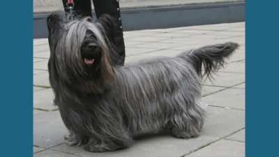 Skye Terrier 1