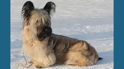 Skye Terrier 2