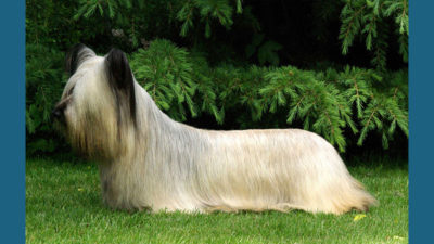 Skye Terrier 3