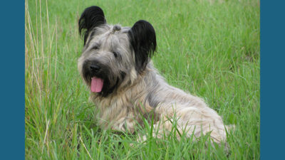 Skye Terrier 4