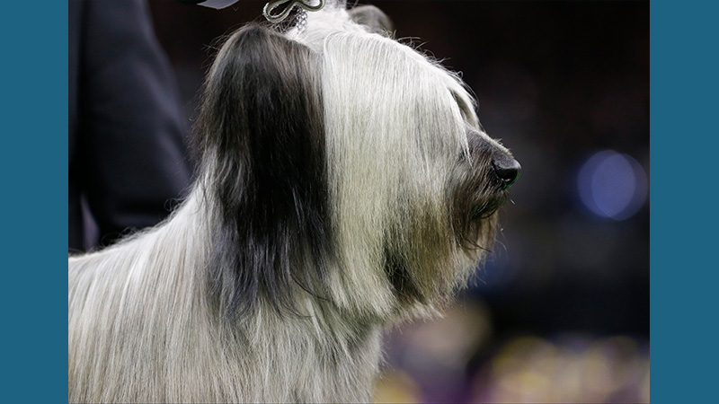 Skye Terrier 5