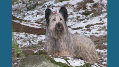 Skye Terrier 6