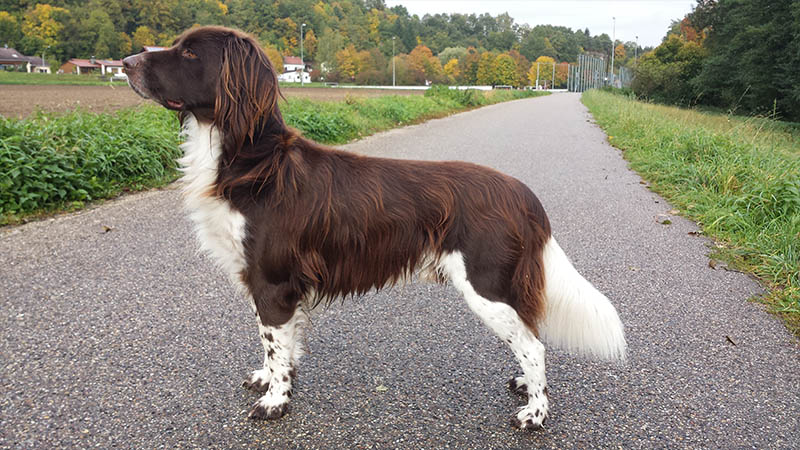 Small Munsterlander Pointer 1