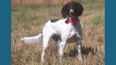 Small Munsterlander Pointer 10