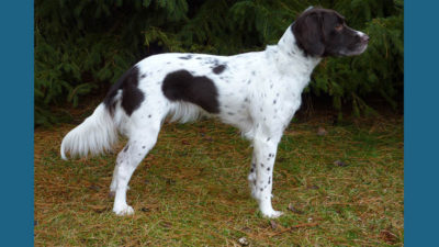 Small Munsterlander Pointer 11