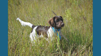 Small Munsterlander Pointer 13