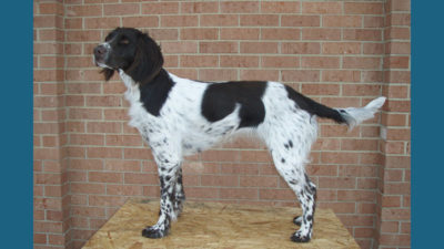 Small Munsterlander Pointer 14