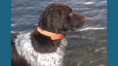 Small Munsterlander Pointer 16