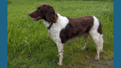 Small Munsterlander Pointer 2