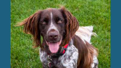 Small Munsterlander Pointer 4