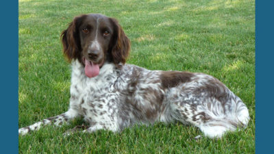 Small Munsterlander Pointer 5
