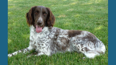 Small Munsterlander Pointer 5