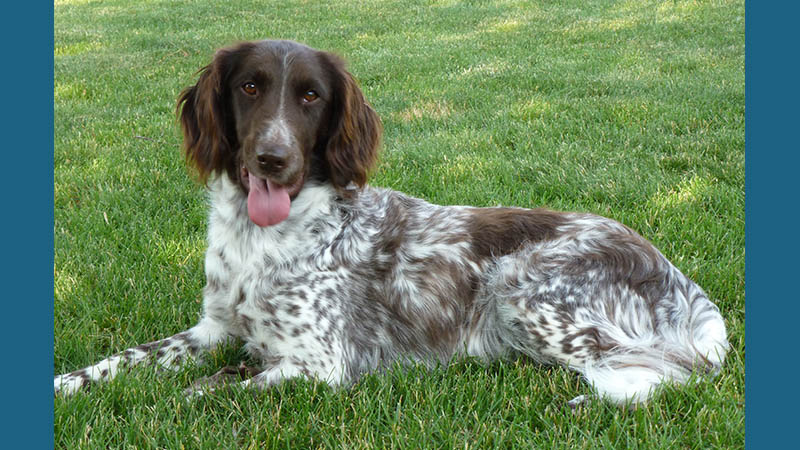 Small Munsterlander Pointer 5