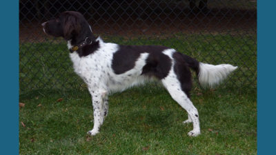 Small Munsterlander Pointer 6